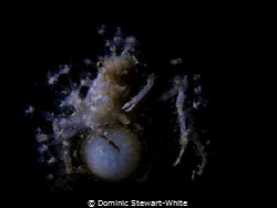 Spring collection.  This decorator crab is looking very s... by Dominic Stewart-White 